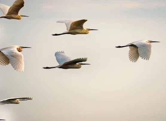 Fliegende Vögel in Formation, Symbol für Teamarbeit und zielgerichtetes Coaching von Sweat & Glory Consulting für Führungskräfte.